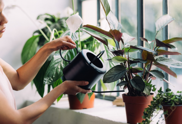 Penggunaan pot tanaman hijau segar